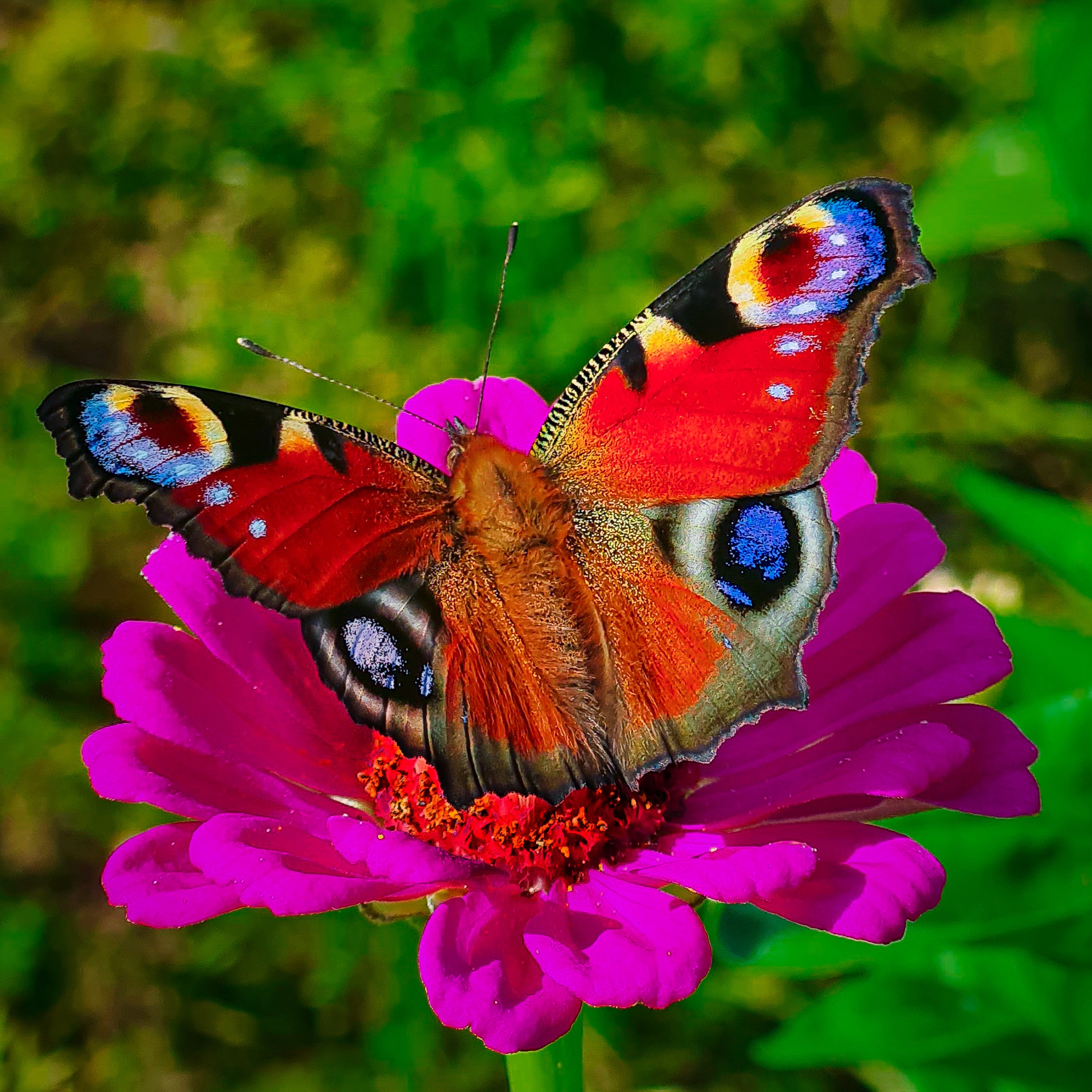 Schmetterling im Garten
